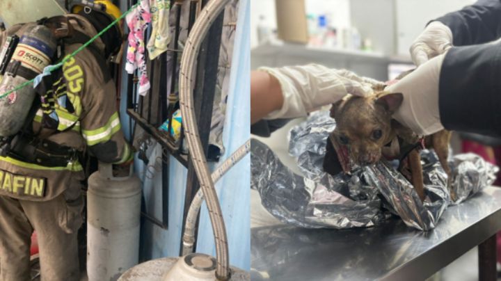 Familia y su perrita resultan heridos tras explosión de tanque de gas en Escobedo