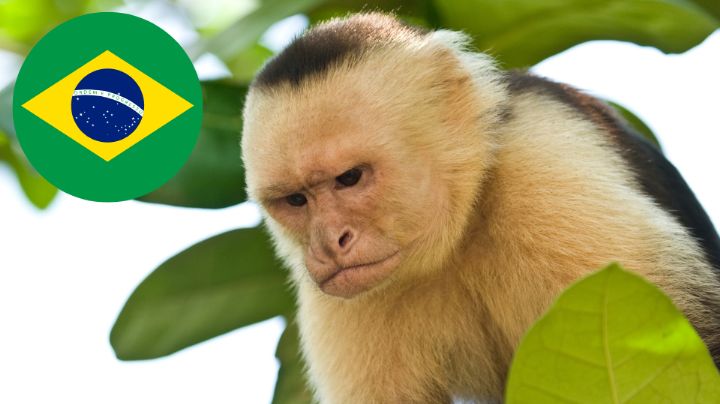 Policía lleva a mono capuchino a una comisaría tras ocasionar destrozos en Brasil