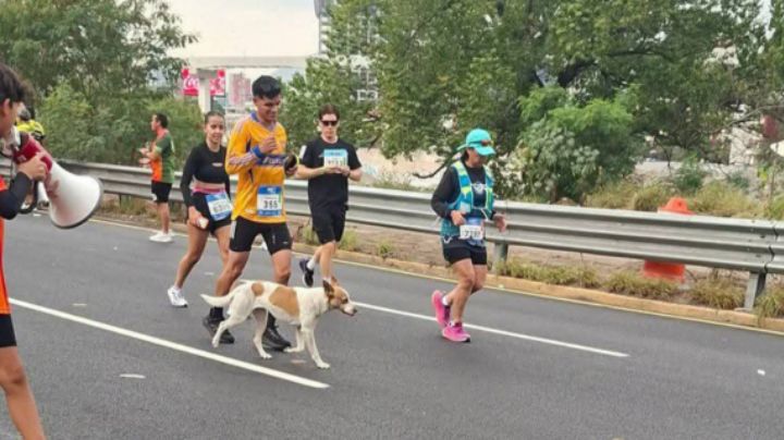 Localizan a la perrita que corrió el Maratón Powerade 2025; esta es su historia