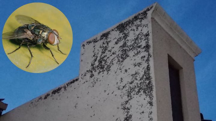 Plaga de moscas ataca Tizayuca, Hidalgo: ¿Qué sabemos de este problema?