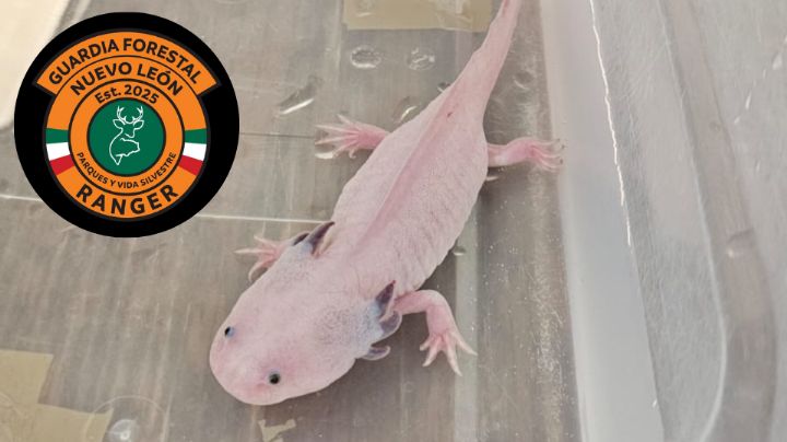 ¡Inédito huésped! Rescatan a ajolote dentro de Airbnb en Monterrey