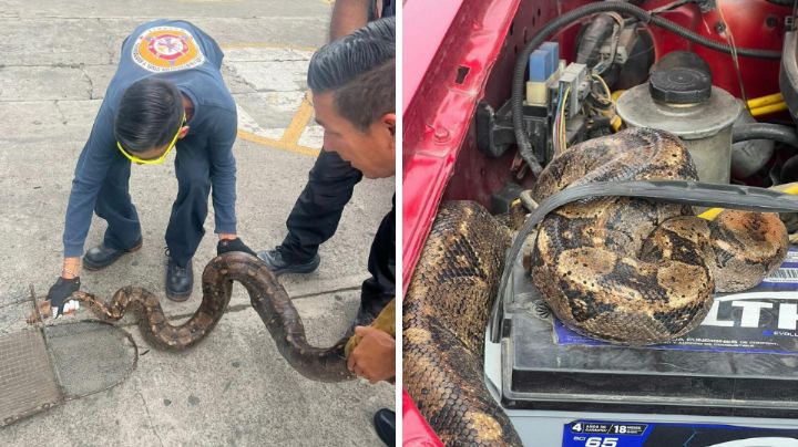 Descubren boa constrictora dentro de motor de camioneta en Tepic