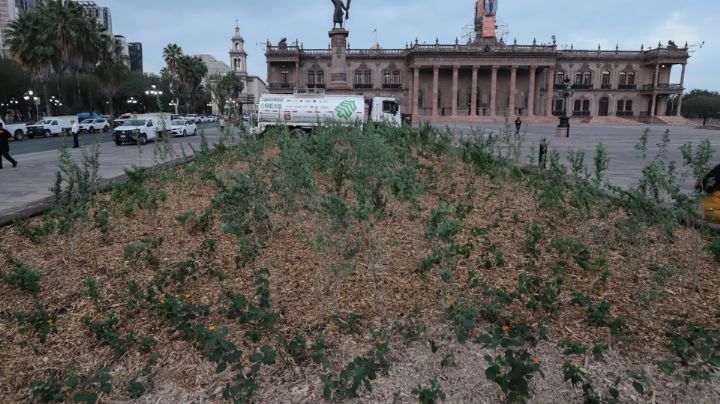 Reforestación de la Explanada de los Héroes registra avance del 25%