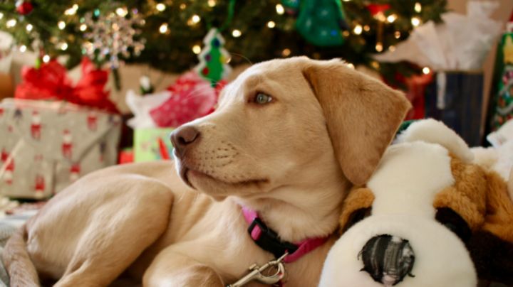 Diputados piden a regios no regalar animales de compañía en esta Navidad