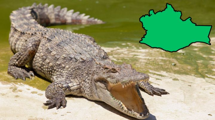 Profepa alerta por presencia de cocodrilos en costa de Oaxaca