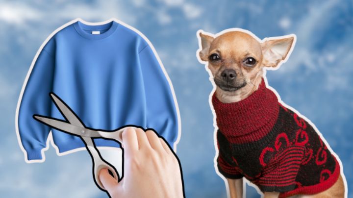 Frente Frío en Monterrey: Cómo hacer un suéter para tu mascota con ropa vieja