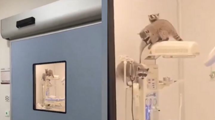 Video: Mapaches invaden quirófano de un hospital del ISSSTE en Acapulco