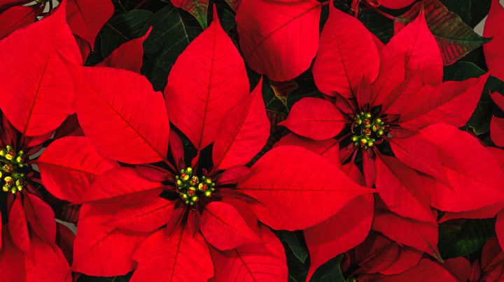 Navidad 2025: ¿Cómo cuidar tu flor de Nochebuena?