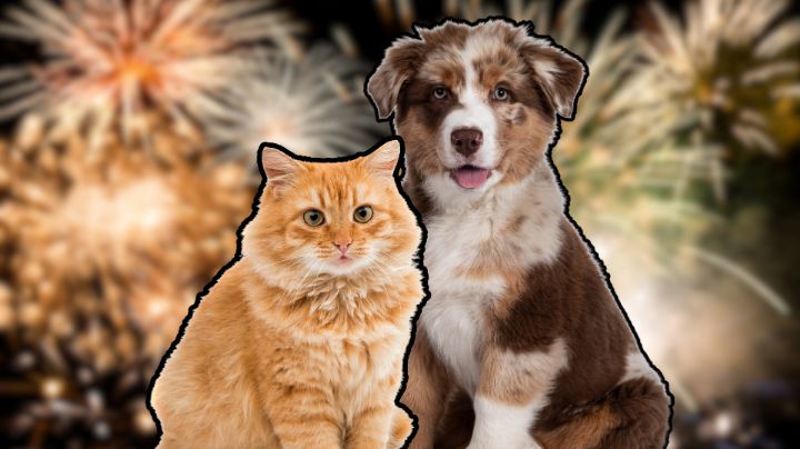 Estas son las mejores playlist para calmar a tu perro durante la pirotecnia de fin de año