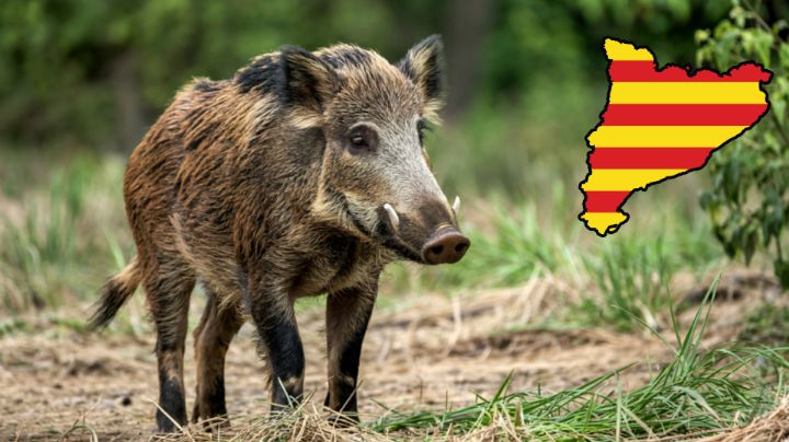 Cataluña declara emergencia sanitaria por brote de peste porcina africana