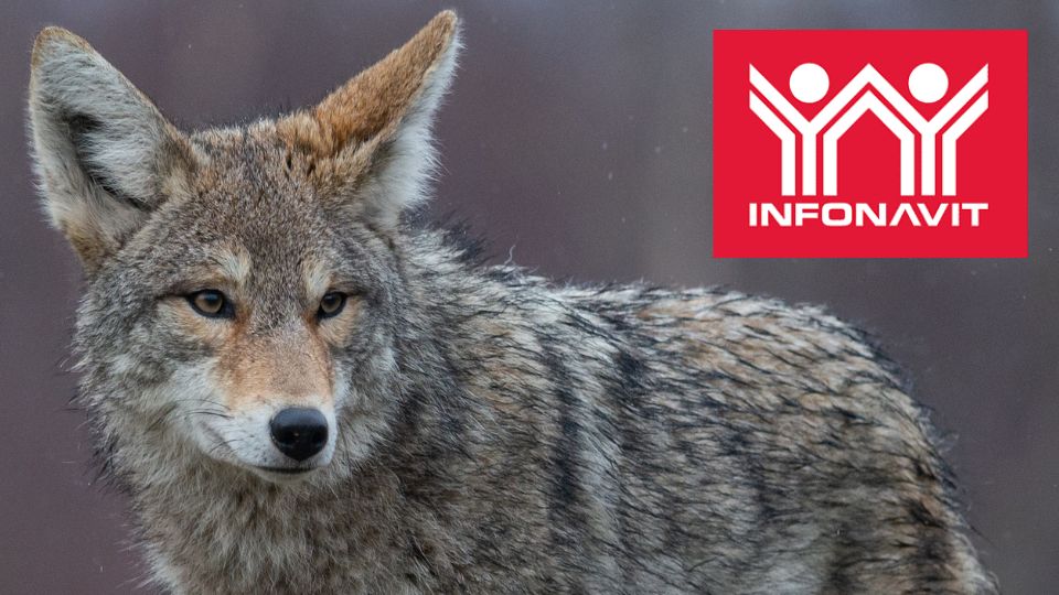 Director del Infonavit denuncia presencia de coyotes que intentan engañar a derechohabientes 
