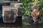 ¡A salvo! Familia de tlacuaches es rescatada y liberada en el río Santa Catarina