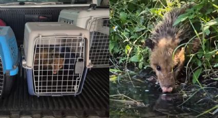 ¡A salvo! Familia de tlacuaches es rescatada y liberada en el río Santa Catarina