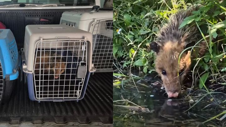 ¡A salvo! Familia de tlacuaches es rescatada y liberada en el río Santa Catarina