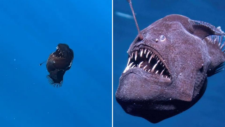 Rape abisal captado en aguas superficiales en Tenerife