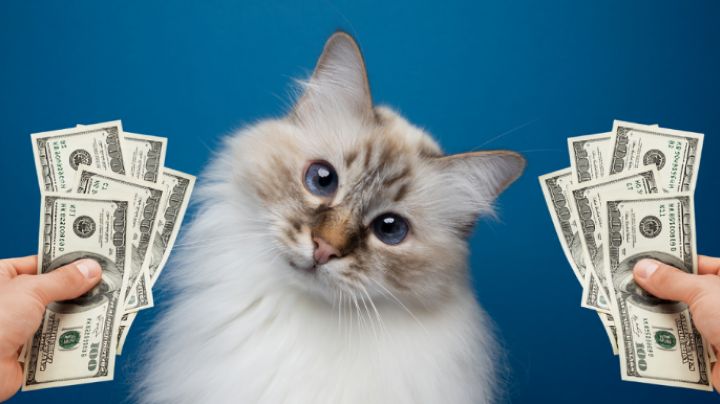 ¡Te sorprenderás! Estos son los gatos más caros del mundo