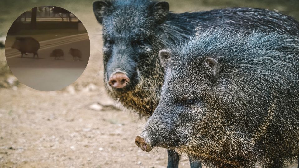 Pecaríes son avistados en García