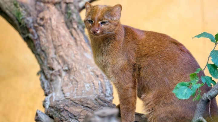 ¿Es peligroso ver un jaguarundi cerca de tu colonia? Descubre cómo actuar