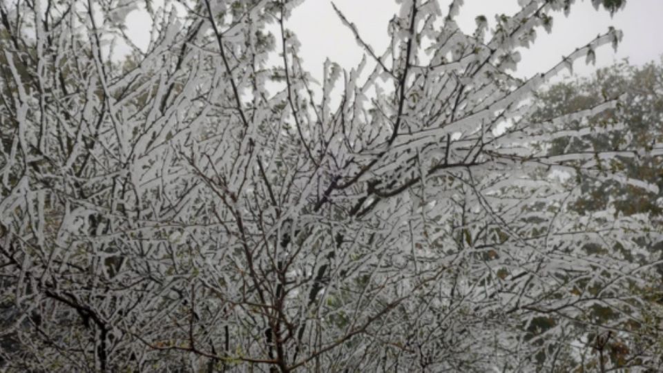 Ramas de un árbol con hielo.