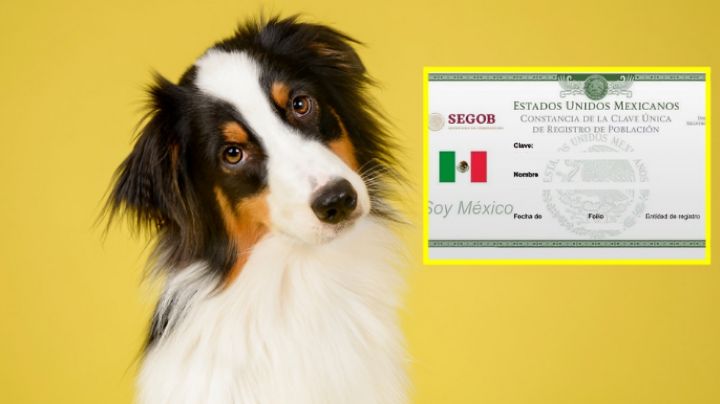 CURP para mascotas: ¿Es obligatoria? Requisitos y trámite