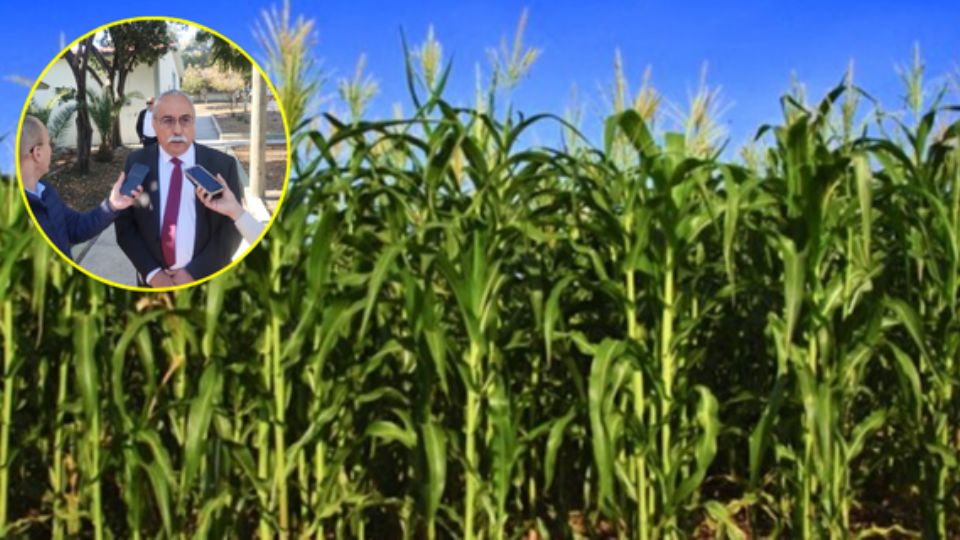 El secretario de Desarrollo Rural, Antonio Varela Flores, prevé alcanzar entre 90 mil y 100 mil hectáreas sembradas en los distritos 026 y 086.