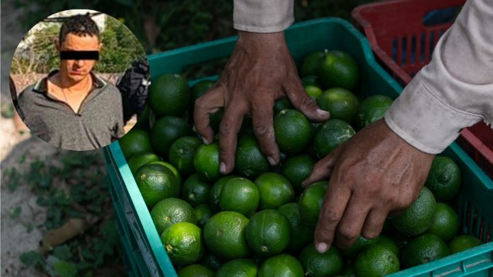 Detienen a extorsionador de limoneros y aguacateros en Michoacán