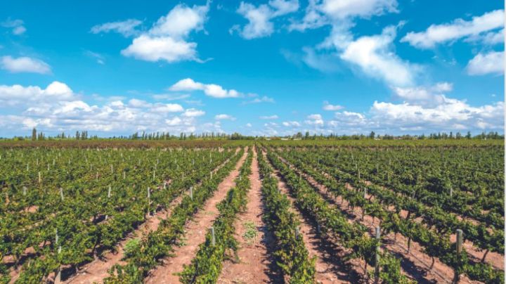 Consejo Nacional Agropecuario prevé impacto en campo por gravámenes