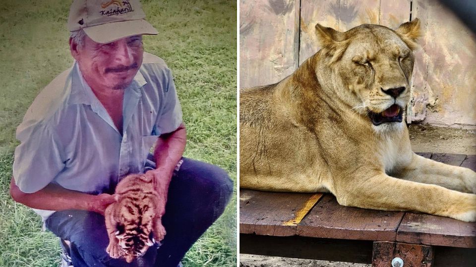 Leona ataca a cuidador en Safari de Altamira