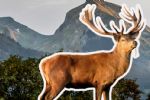 Ciervo rojo en Nuevo León: ¿Cuáles son los riesgos que puede provocar su invasión?