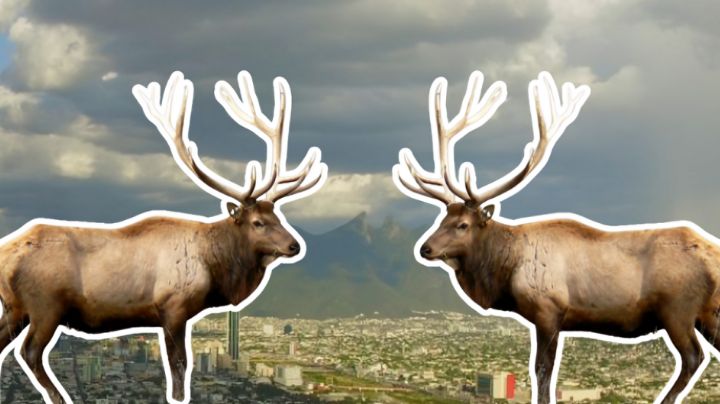 Ciervo rojo en Nuevo León: ¿Qué hacer si ves a uno? | Recomendaciones