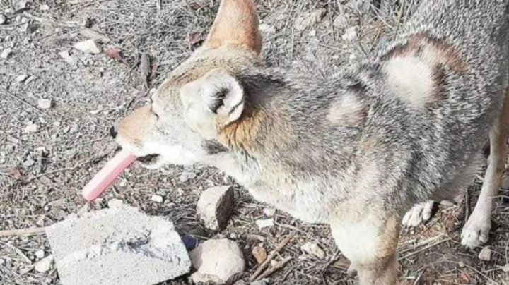 ¡Le dan salchichas! Avistan a coyote que es alimentado por vecinos de Monterrey