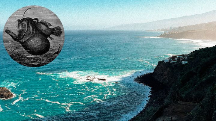 ¡Nunca había ocurrido! Captan a pez diablo negro en la superficie y a plena luz del día