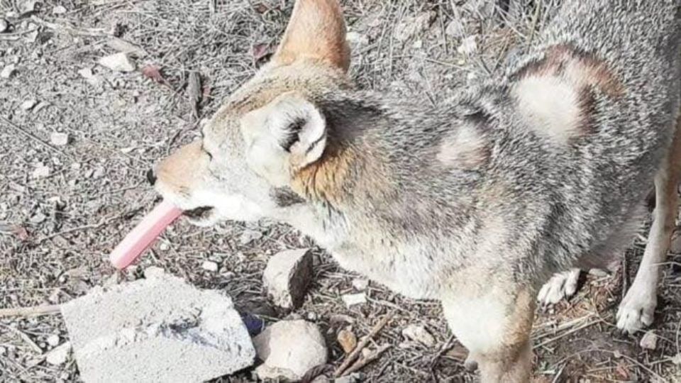 Coyote con salchicha en el hocico