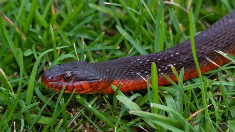 Serpiente de vientre rojo