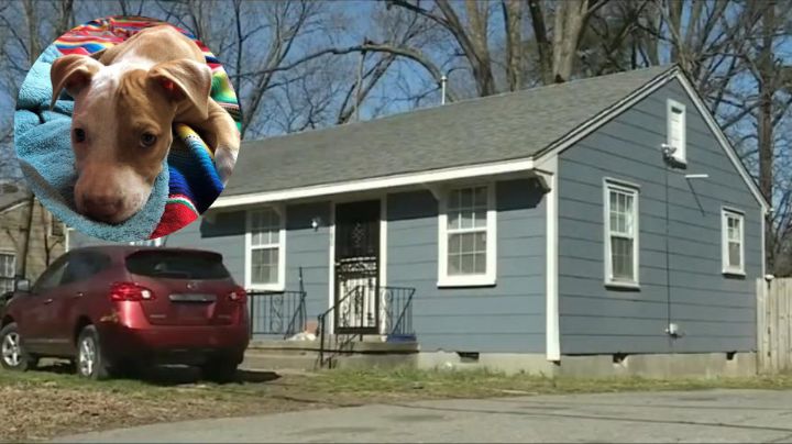 ¿Cómo sucedió? Perro dispara arma a su dueño en Memphis