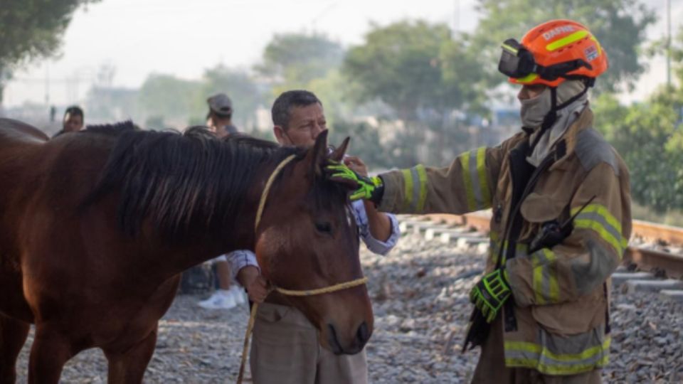 Elemento de Protección Civil de Nuevo León en atención a un caballo.