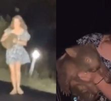 Influencer causa indignación al capturar cría de wombat en Australia