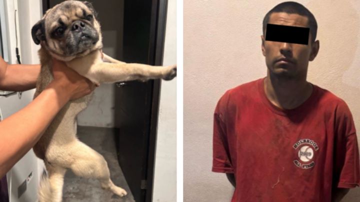 Detienen a hombre que se metió a casa y se robó un perrito pug en Guadalupe