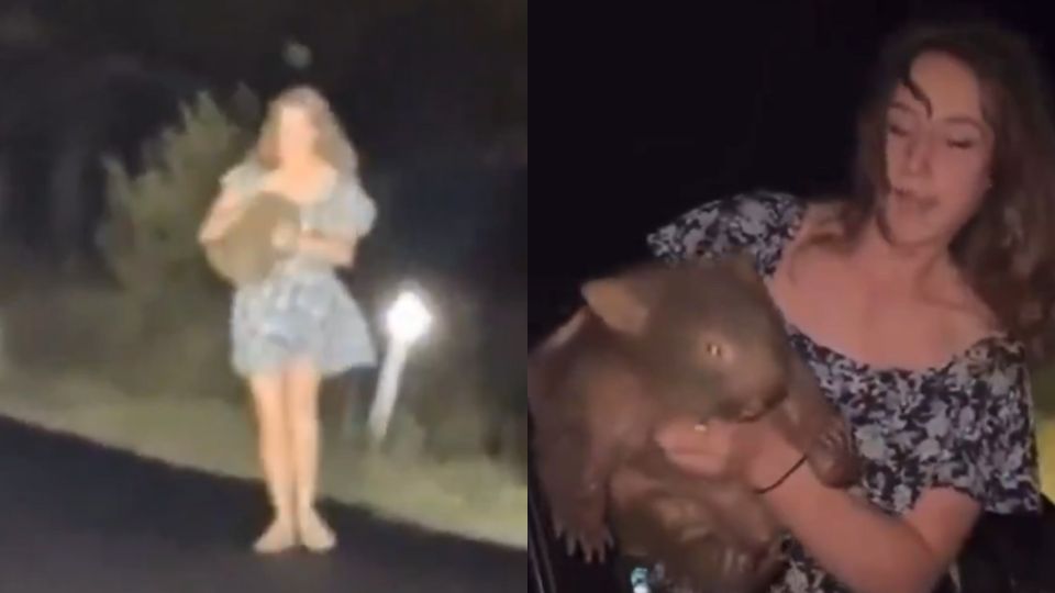Joven molesta a cría de wombat salvaje e indigna redes sociales