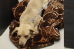 Perrito se queda en espera de su agresor durante audiencia en Nuevo León