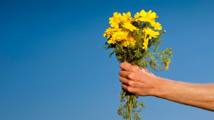 Flores Amarillas: ¿Cuáles regalar este 21 de Marzo?