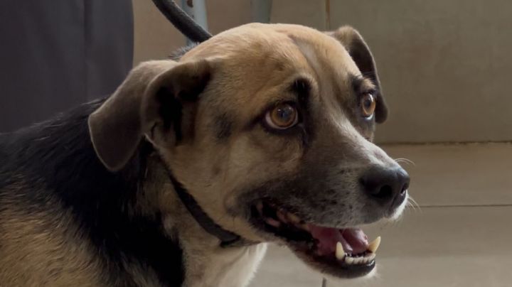 ¿Por qué el perrito Lic. Felipe ya no podrá vivir en la Facultad de Derecho de la UANL?