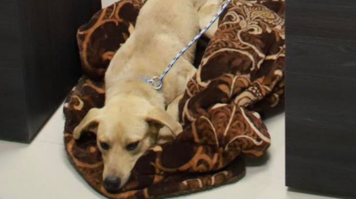 Perrito se queda en espera de su agresor durante audiencia en Nuevo León