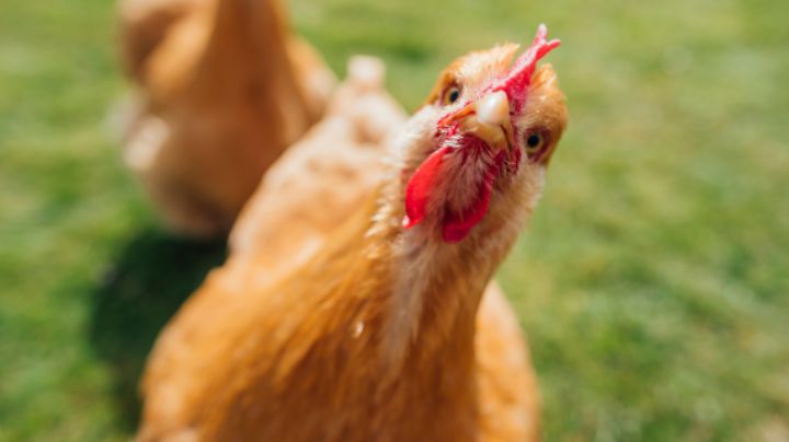 ¿Por qué en Estados Unidos se puso de moda alquilar gallinas?