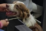 Perrito que sufrió maltrato obtienen justicia en García, estas fueron las sanciones a su agresor