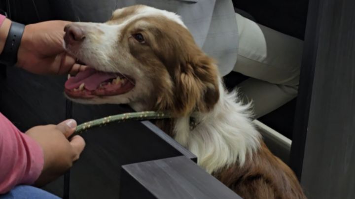 Perrito que sufrió maltrato obtienen justicia en García, estas fueron las sanciones a su agresor