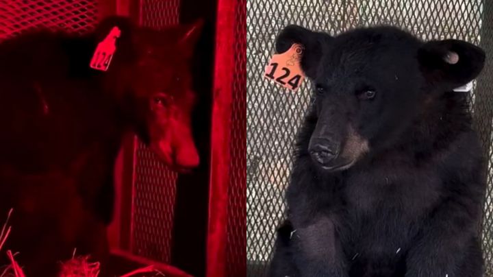 Video: El emotivo momento en que un oso rescatado vuelve a su hogar en Nuevo León