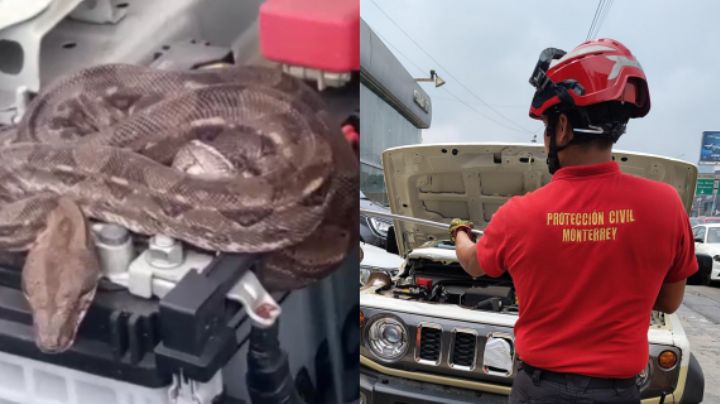 Serpiente se cuela a un auto nuevo momentos antes de ser entregado en agencia de Monterrey