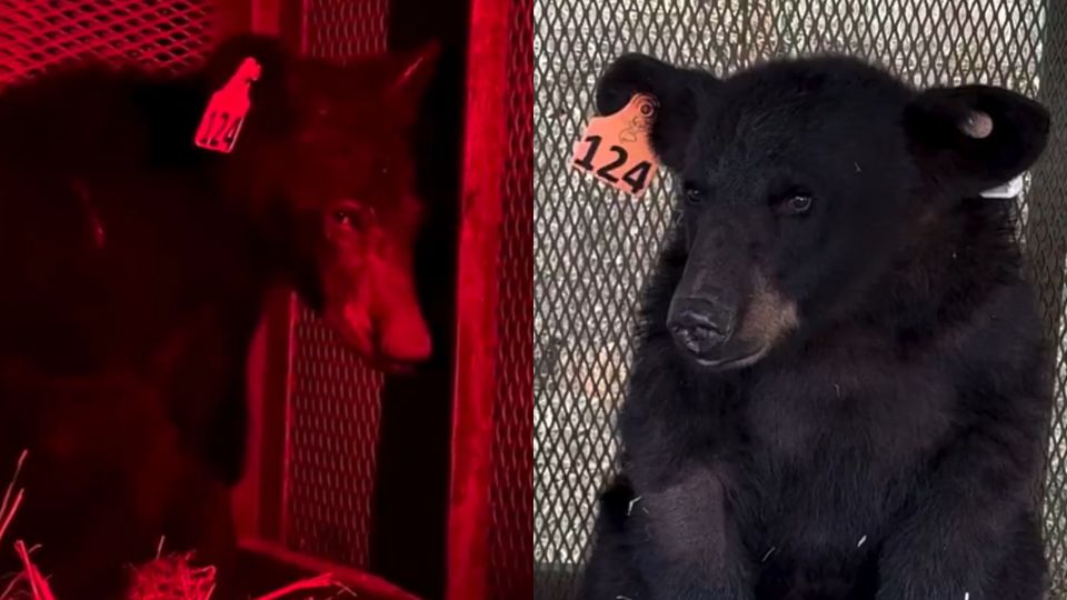 Cachorro de oso rescatado en Nuevo León | X / @samuel_garcias