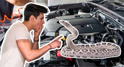 Serpientes en el auto: ¿Cómo evitar esta peligrosa sorpresa?